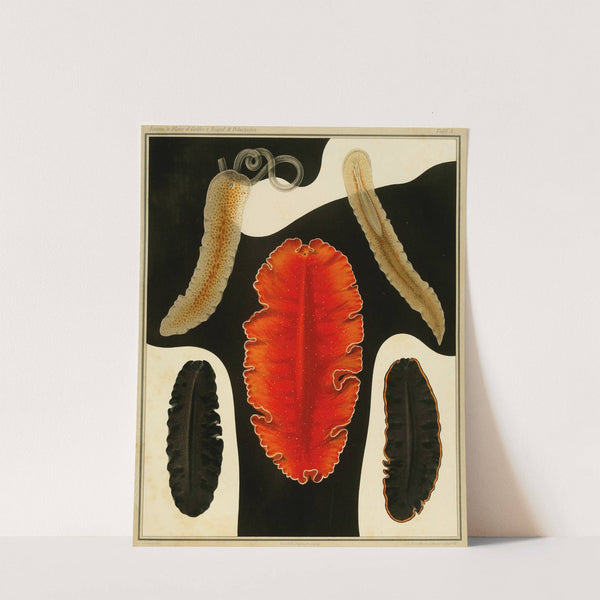 Die polycladen des golfes von Neapel und der angrenzenden meeres-abschnitte pl5 by Arnold Lang