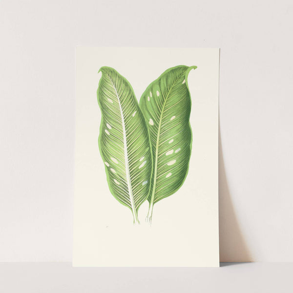 Dieffenbachia Baraquiniana (1867-1870) by Edward Joseph Lowe