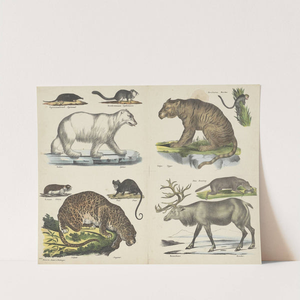 Dieren (1829-1880) by Joseph Scholz