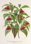 Diervilla (Weigelia) multiflora