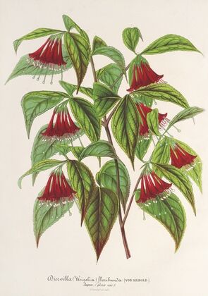 Diervilla (Weigelia) multiflora