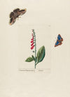 Digitalis (1797–1810)
