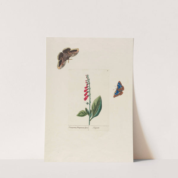 Digitalis (1797–1810) by Petr Martynovich Gofman