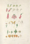 Digitalium monographia Pl.01