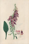 Digitalium monographia Pl.02