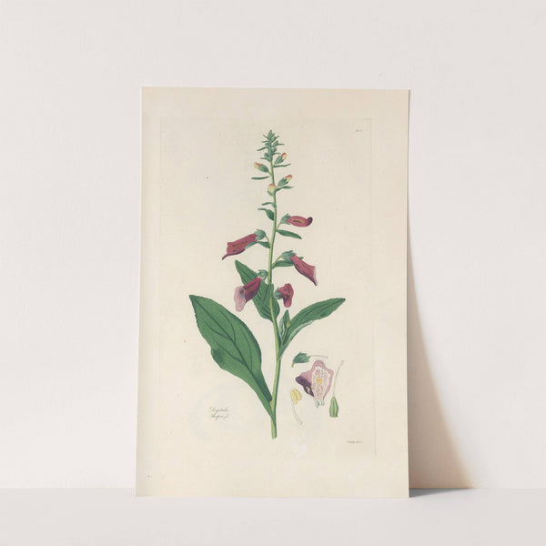 Digitalium monographia Pl.04 by John Lindley