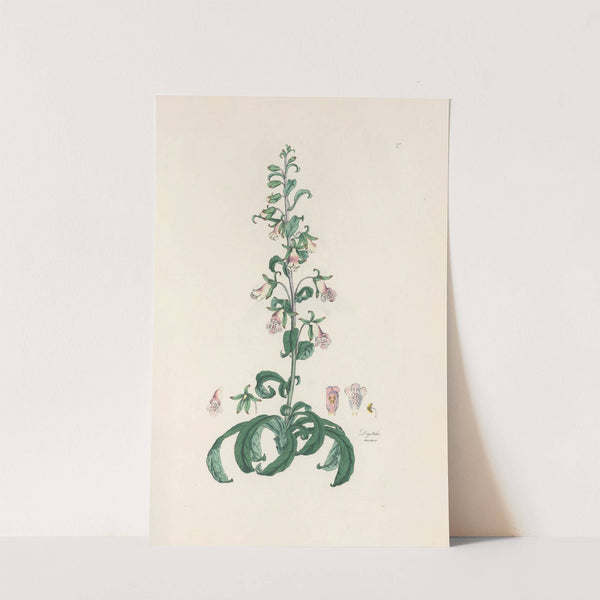 Digitalium monographia Pl.05 by John Lindley