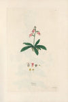 Digitalium monographia Pl.06