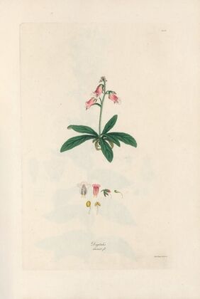 Digitalium monographia Pl.06