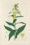 Digitalium monographia Pl.08