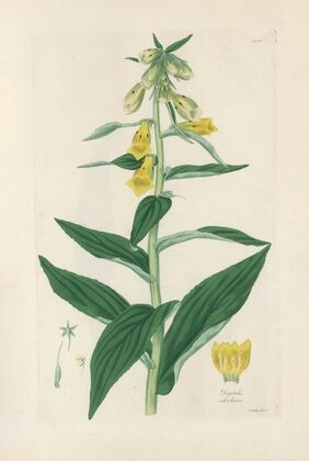 Digitalium monographia Pl.08