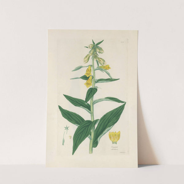 Digitalium monographia Pl.08 by John Lindley