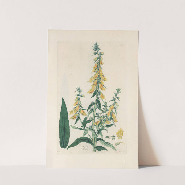 Digitalium monographia Pl.11 by John Lindley