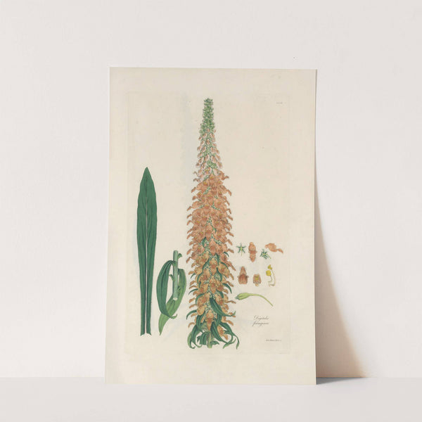 Digitalium monographia Pl.12 by John Lindley