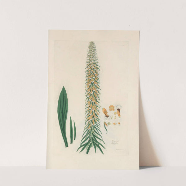 Digitalium monographia Pl.14 by John Lindley