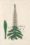 Digitalium monographia Pl.15