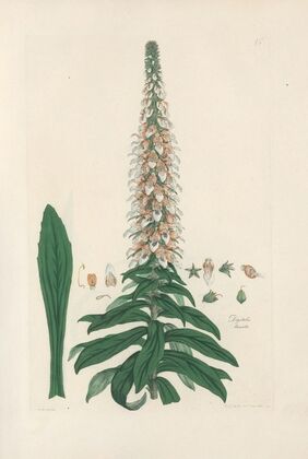 Digitalium monographia Pl.15