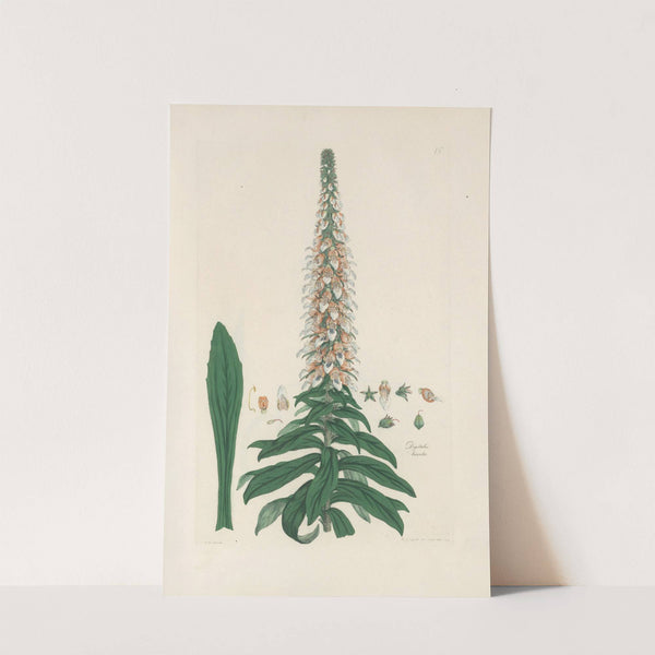 Digitalium monographia Pl.15 by John Lindley