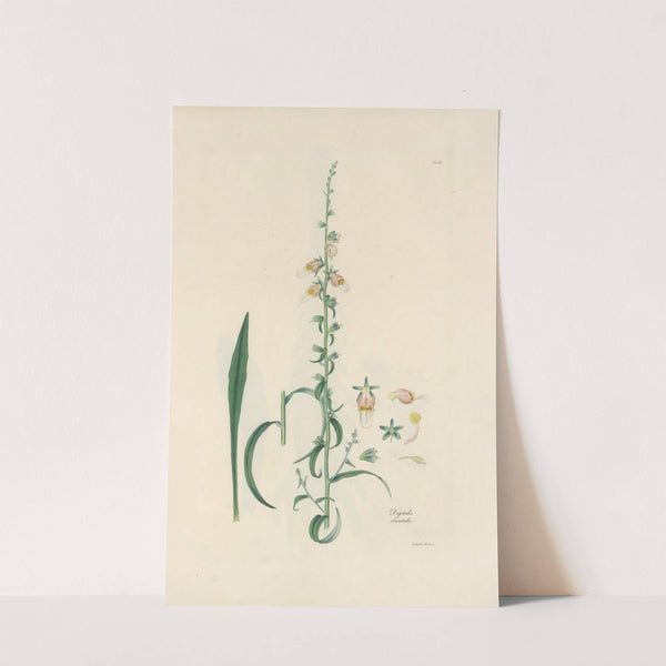 Digitalium monographia Pl.16 by John Lindley