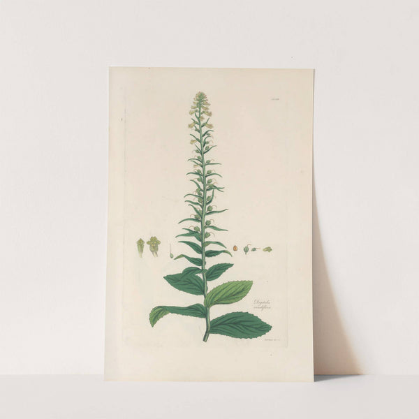 Digitalium monographia Pl.18 by John Lindley