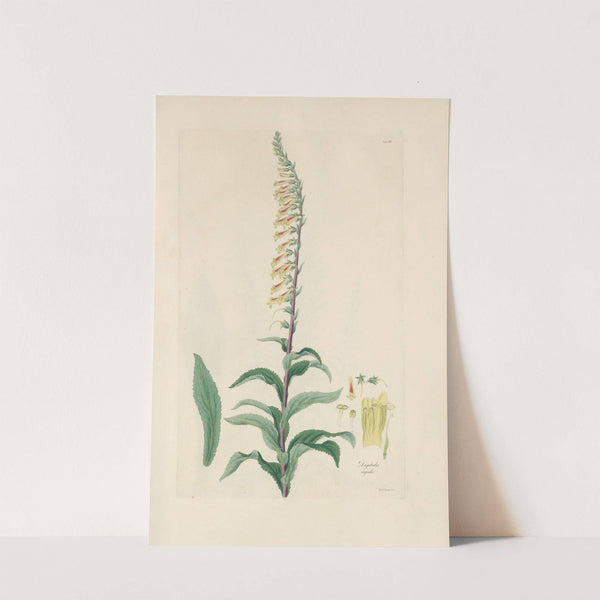 Digitalium monographia Pl.19 by John Lindley