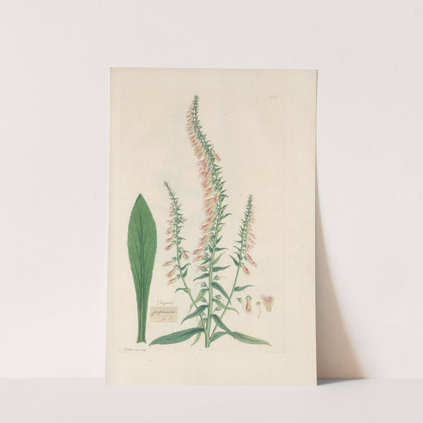 Digitalium monographia Pl.20 by John Lindley