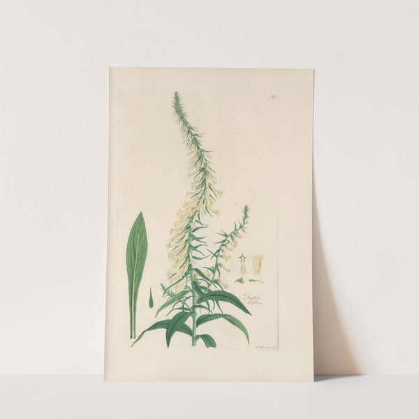 Digitalium monographia Pl.22 by John Lindley