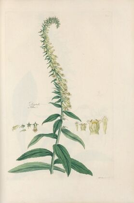 Digitalium monographia Pl.23