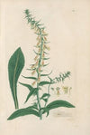 Digitalium monographia Pl.24
