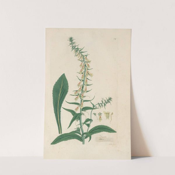 Digitalium monographia Pl.24 by John Lindley