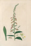 Digitalium monographia Pl.25