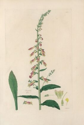 Digitalium monographia Pl.25