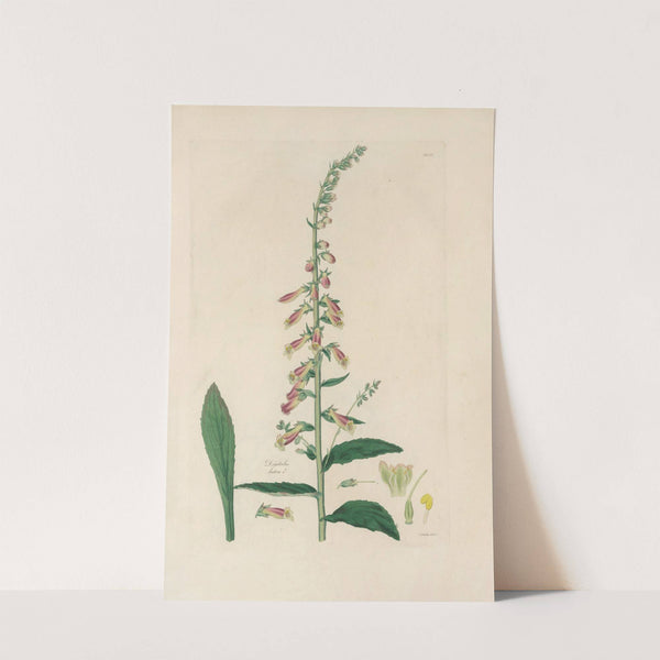 Digitalium monographia Pl.25 by John Lindley