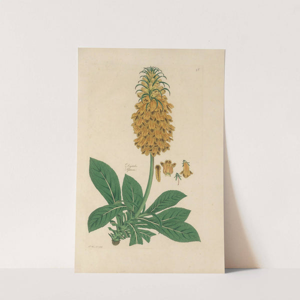 Digitalium monographia Pl.28 by John Lindley