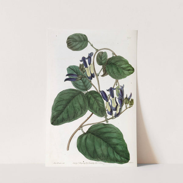 Dingy-flowered Kennedya by Sydenham Edwards