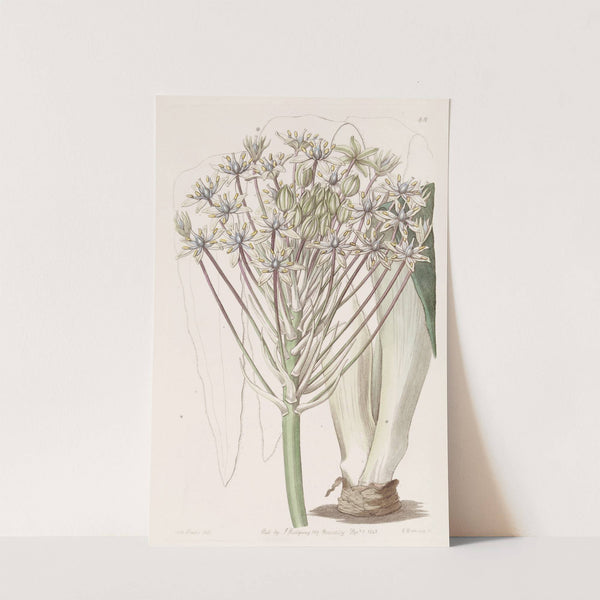 Dingy-flowered Peruvian Squill (1815-1819) by Sydenham Edwards