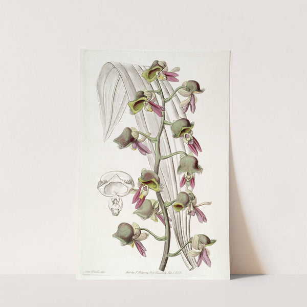 Dingy Monk-flower by Sydenham Edwards