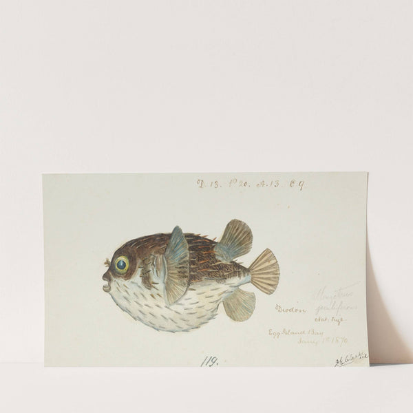 Diodon, Egg Island Bay (1870) by Frank Edward Clarke