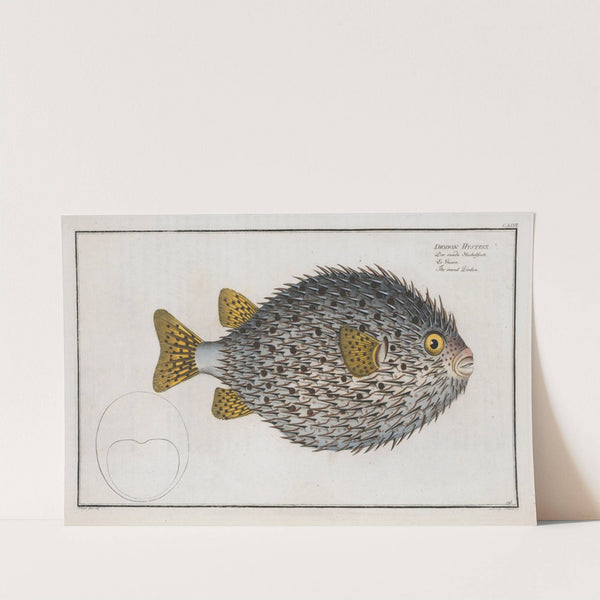 Diodon Hystrix, The round Diodon. by Marcus Elieser Bloch