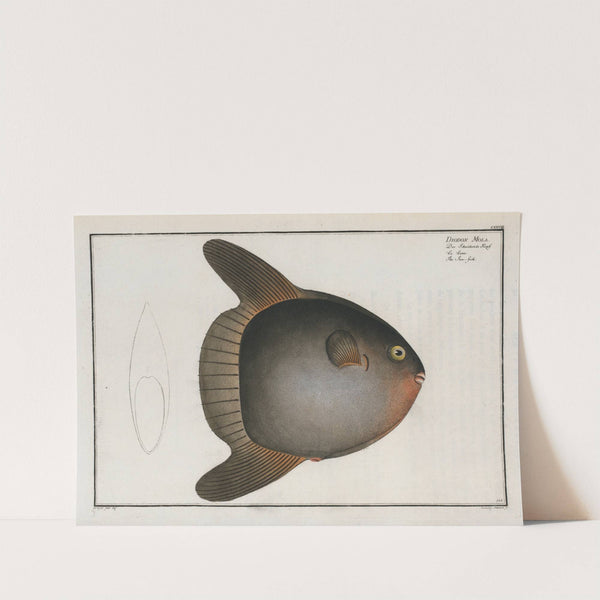 Diodon Mola, The Sun-fish. by Marcus Elieser Bloch