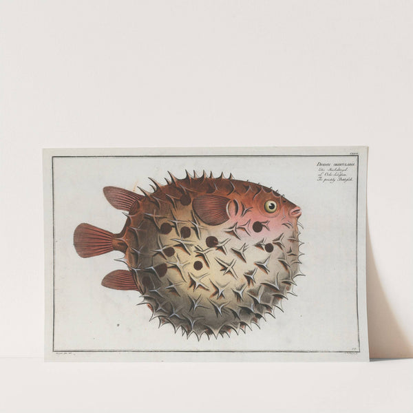 Diodon orbicularis, The prickly Bottlefish. by Marcus Elieser Bloch