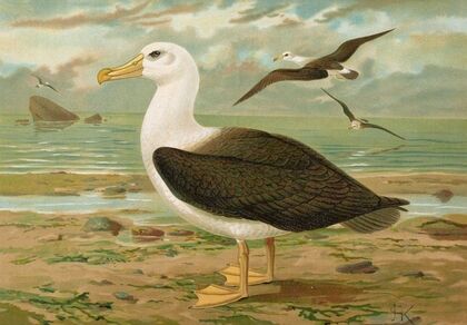 Diomedea melanophrys Boie, Schwarzzugeliger Albatros