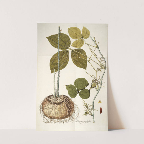 Dioscorea triphylla by Nikolaus Joseph Freiherr von Jacquin