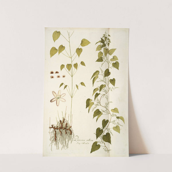 Dioscorea villosa by Nikolaus Joseph Freiherr von Jacquin
