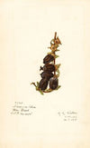 Diospyros