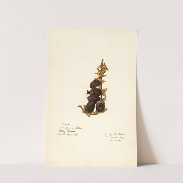 Diospyros by Amanda Almira Newton