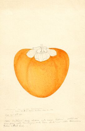Diospyros: Among