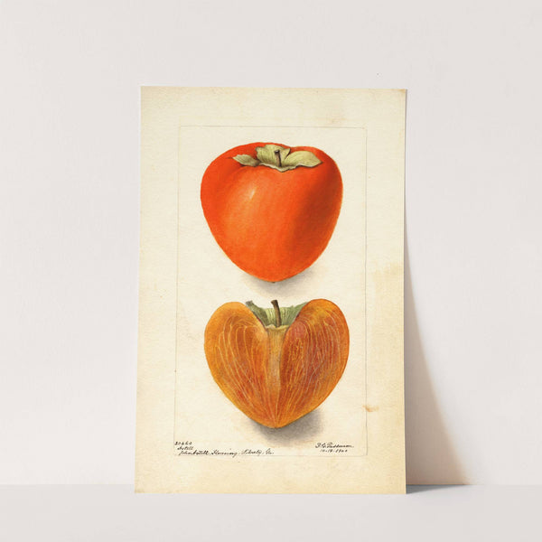 Diospyros: Axtill (1900) by Deborah Griscom Passmore