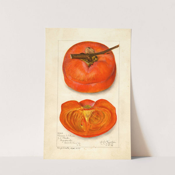 Diospyros: Chinese by Amanda Almira Newton