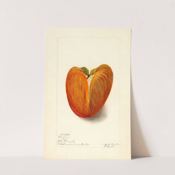 Diospyros: Hachiya (1904) by Amanda Almira Newton